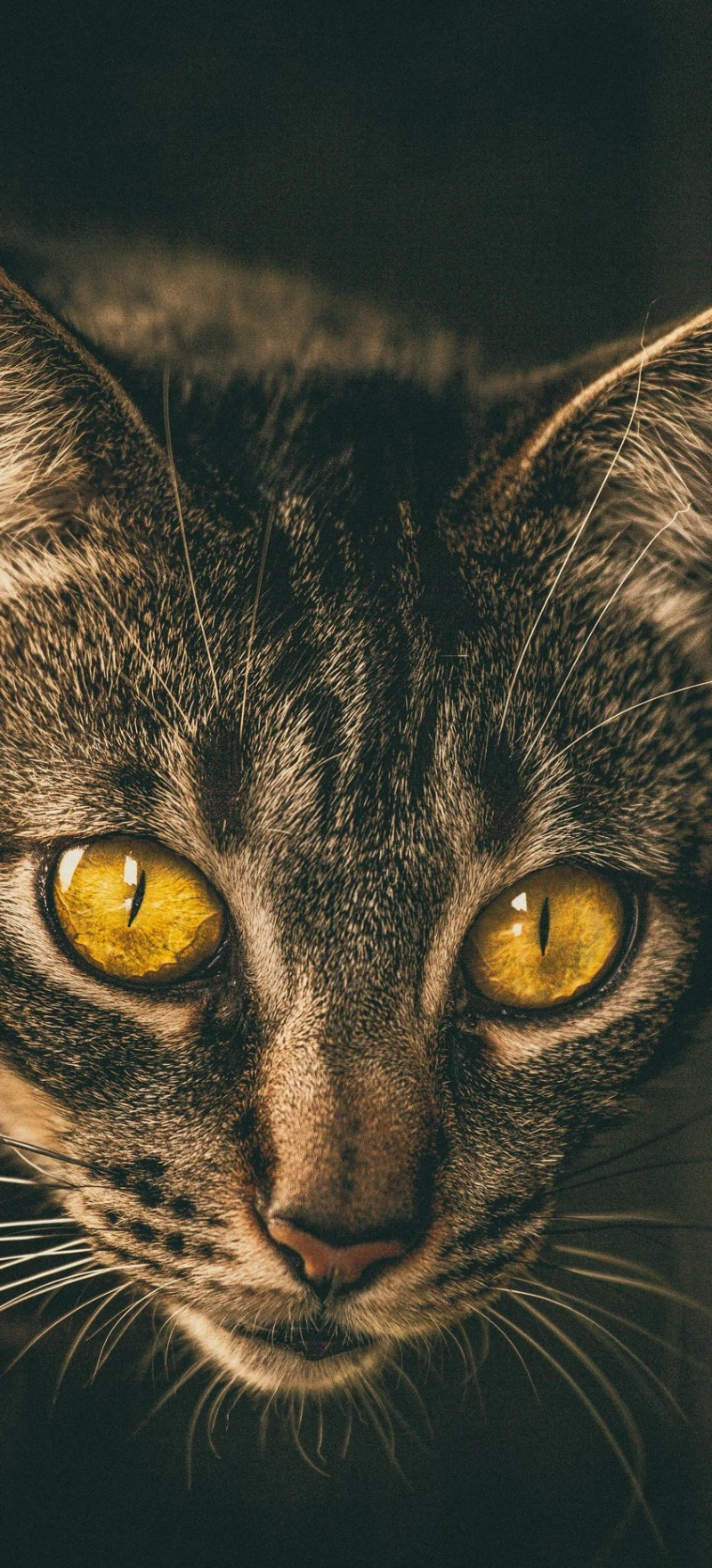 Intense Cat Gaze 4K Mobile Wallpaper