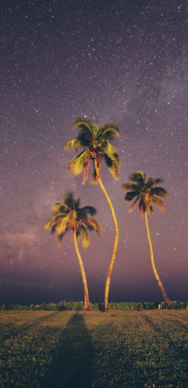 Palm Trees Under a Starry Sky 4K Mobile Wallpaper