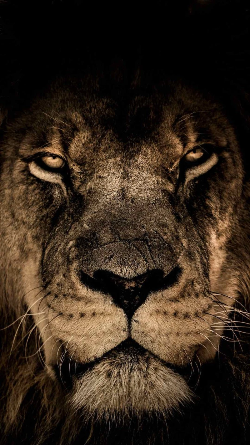 Intense Lion Stare 4K Mobile Wallpaper