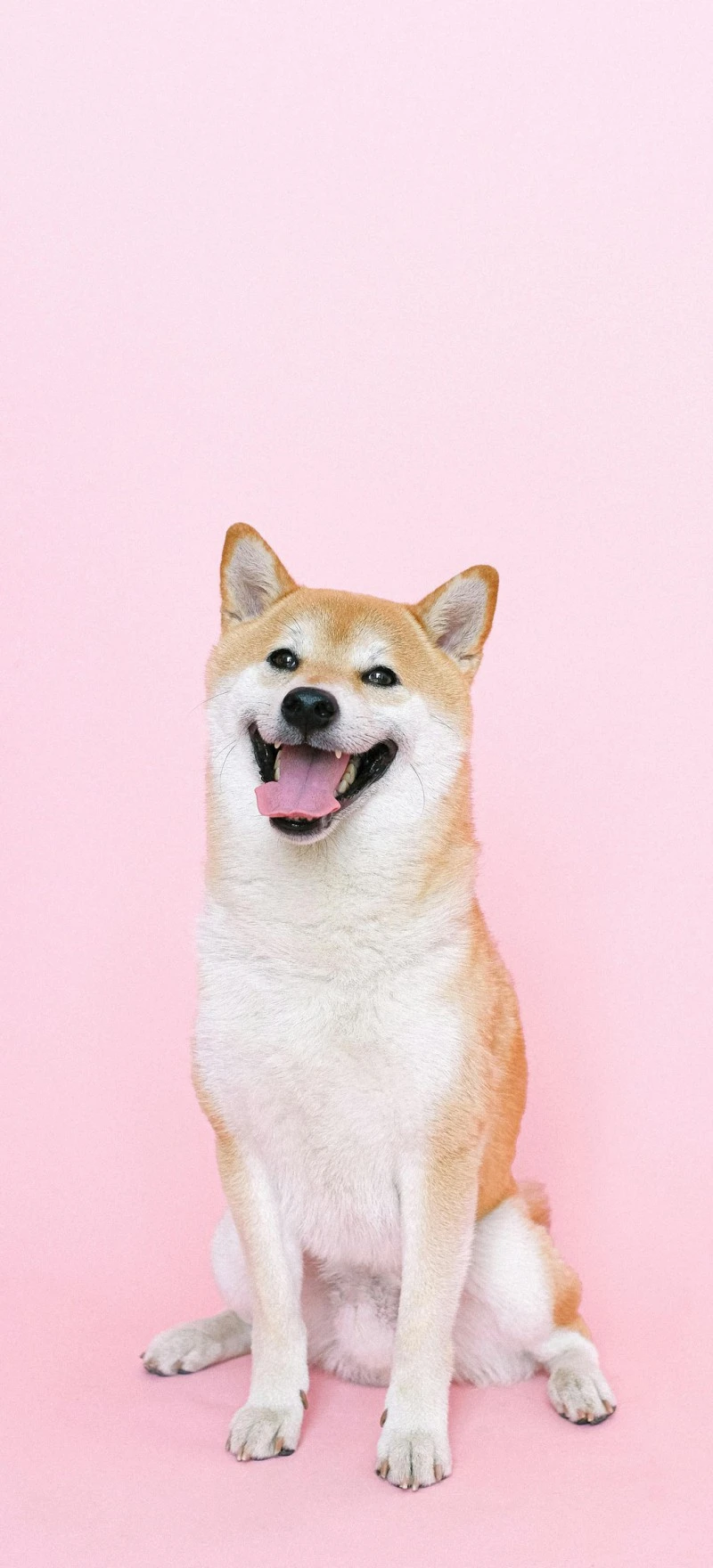 Happy Shiba Inu on Pink Background 4K Mobile Wallpaper