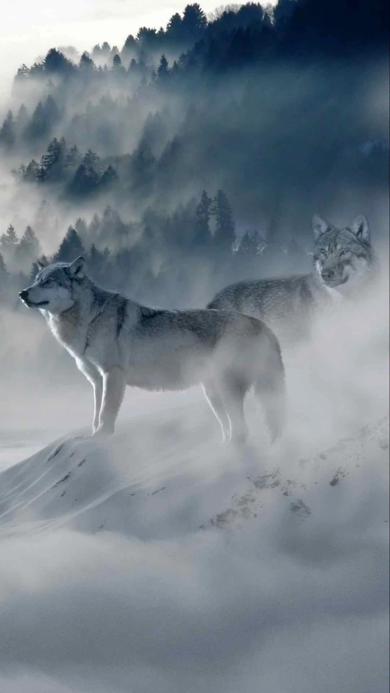 Wolves in a Misty Mountain Landscape 4K Mobile Wallpaper