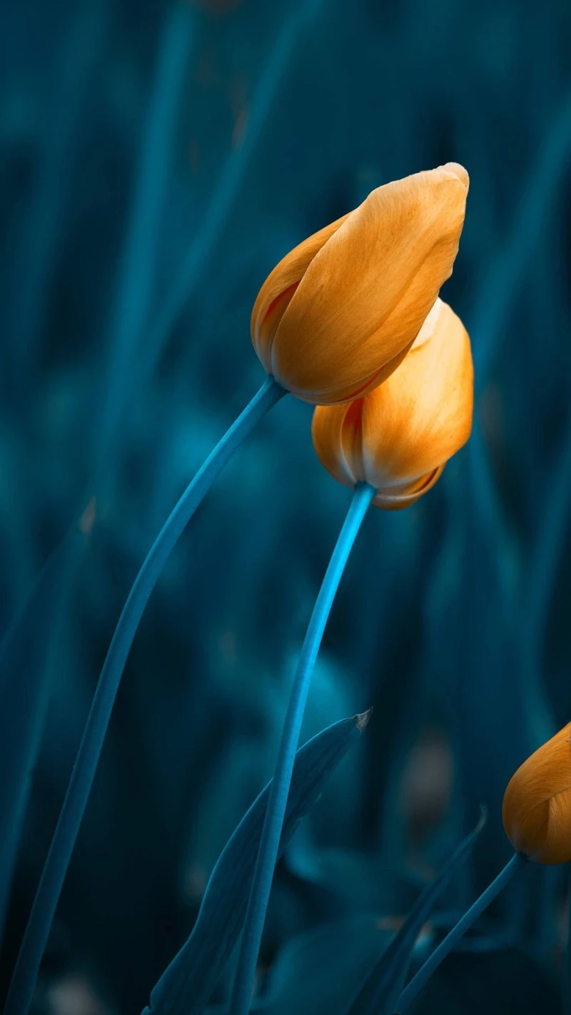 Orange Tulips in Teal 4K Mobile Wallpaper