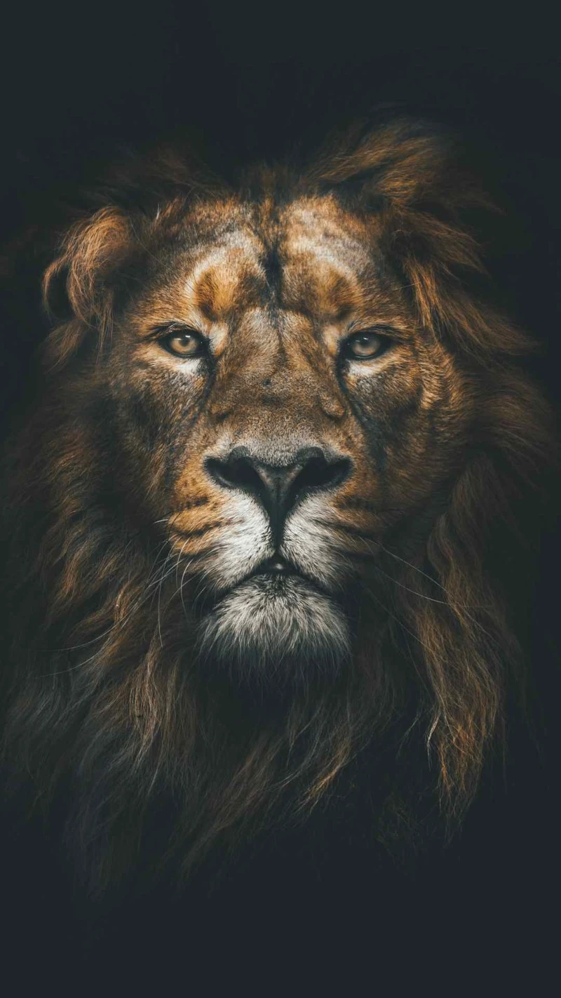 Majestic Male Lion 4K Mobile Wallpaper