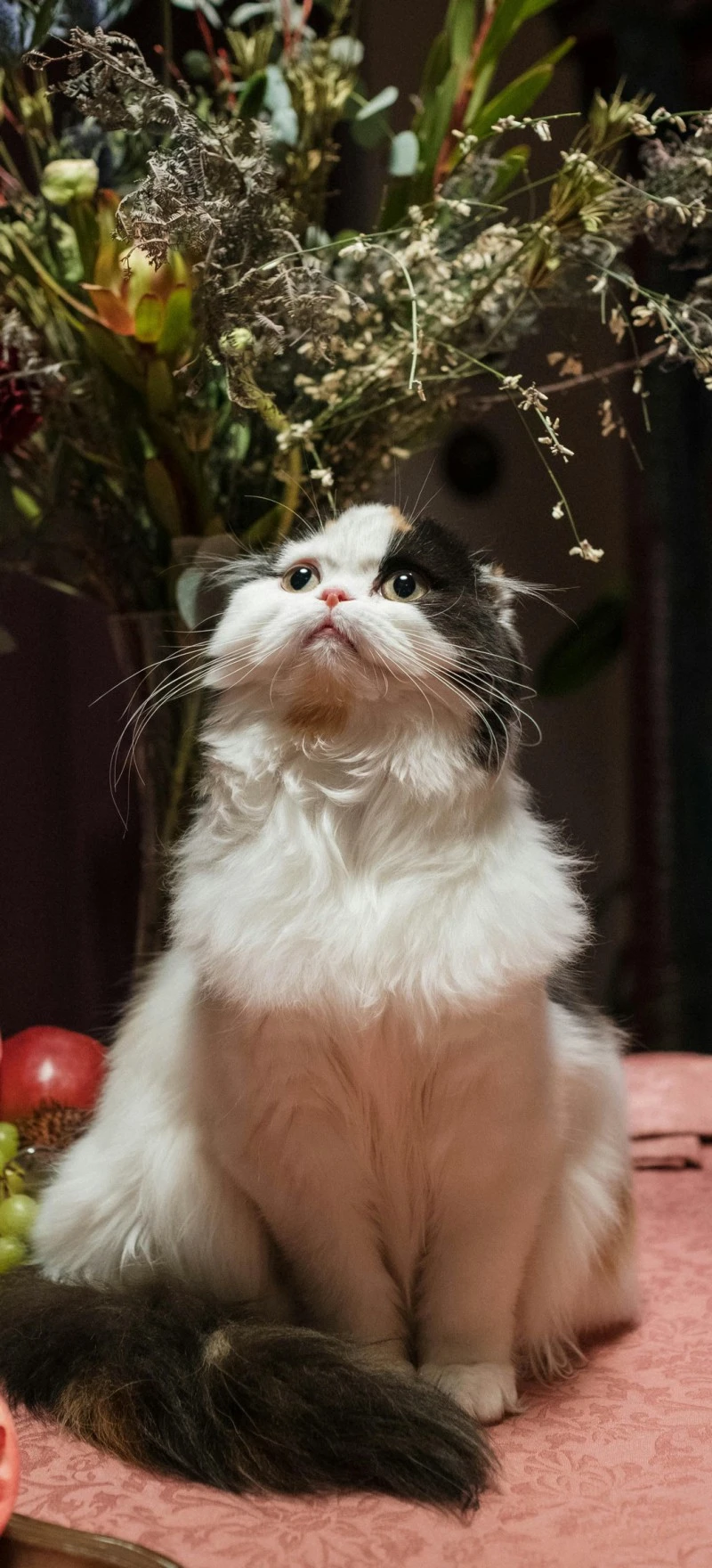 Adorable Calico Highland Fold Cat 4K Mobile Wallpaper
