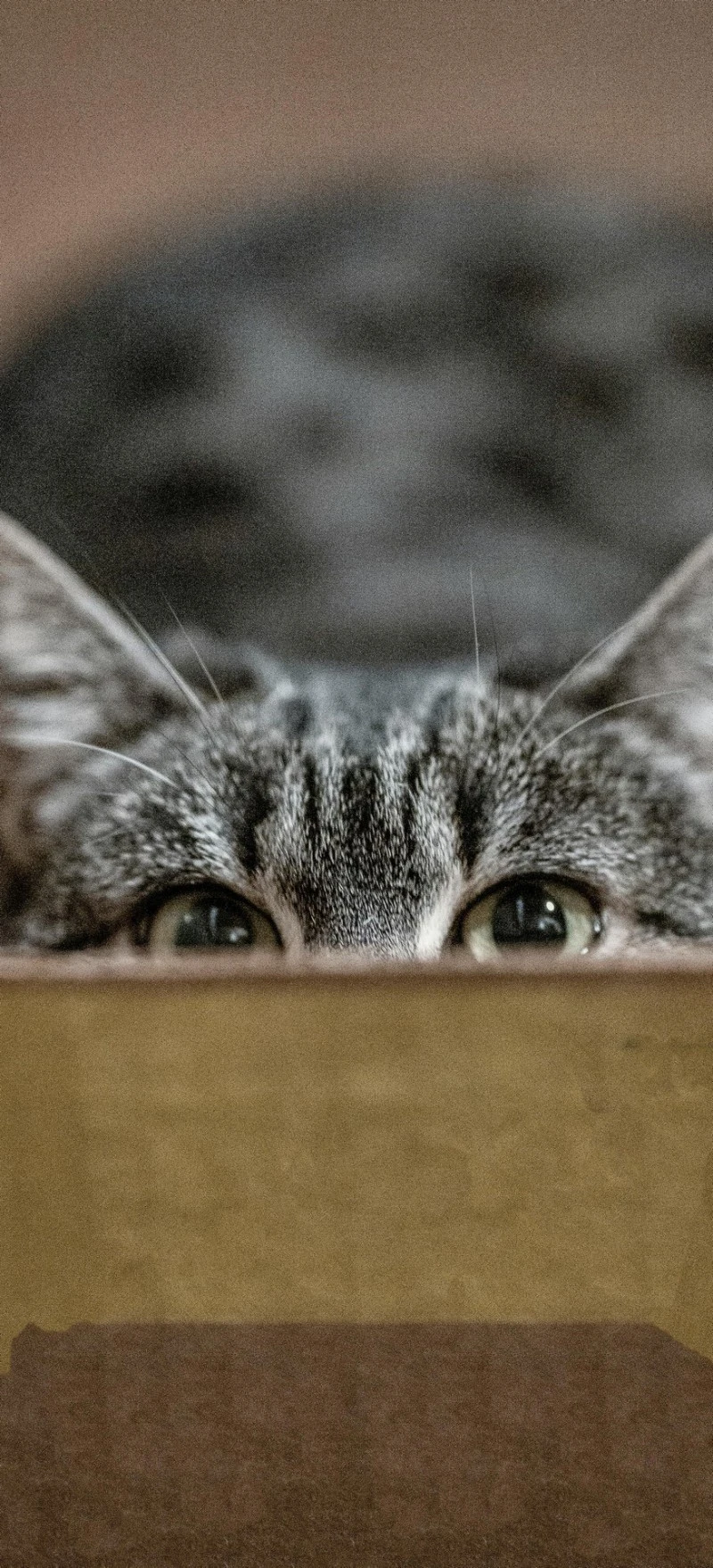 Peek-a-boo Kitty 4K Mobile Wallpaper