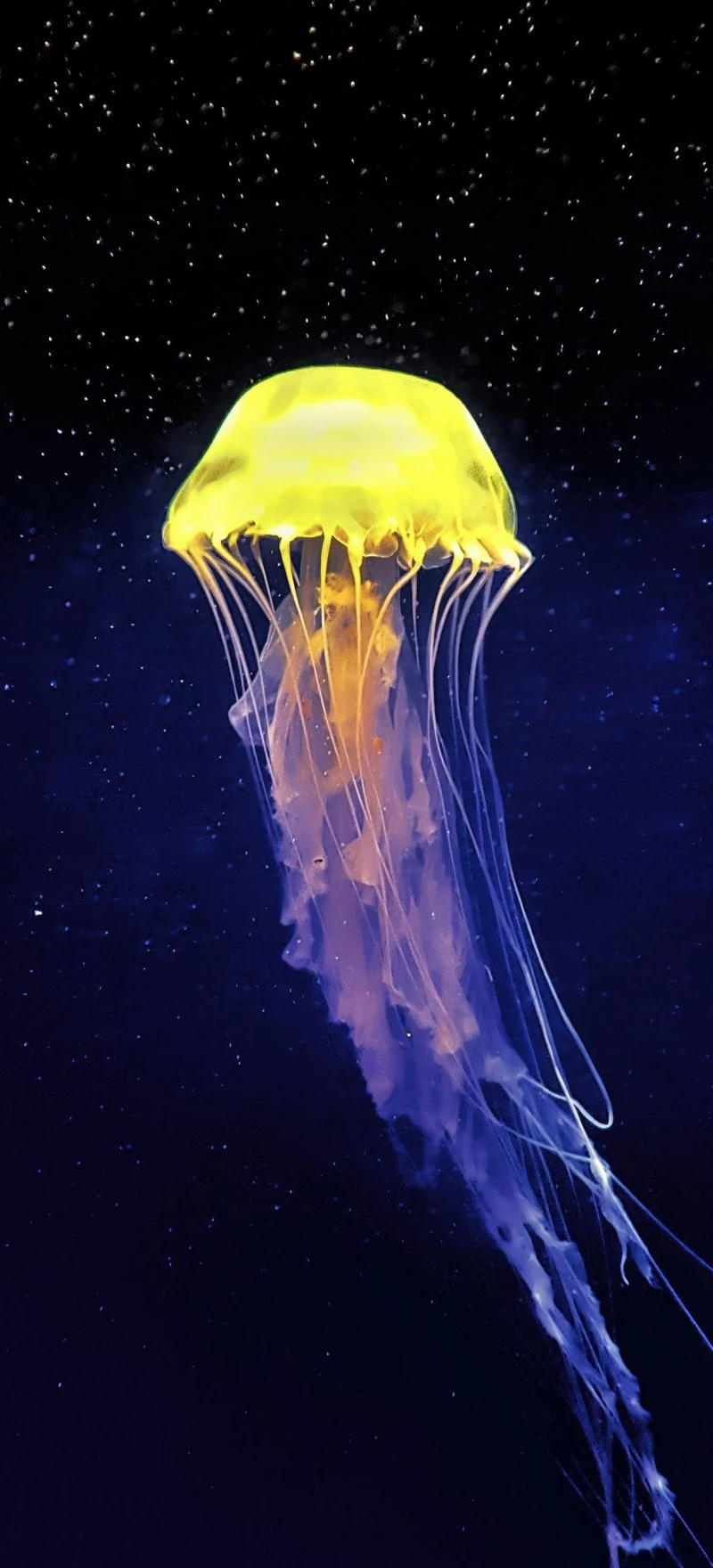 Cosmic Jellyfish 4K Mobile Wallpaper