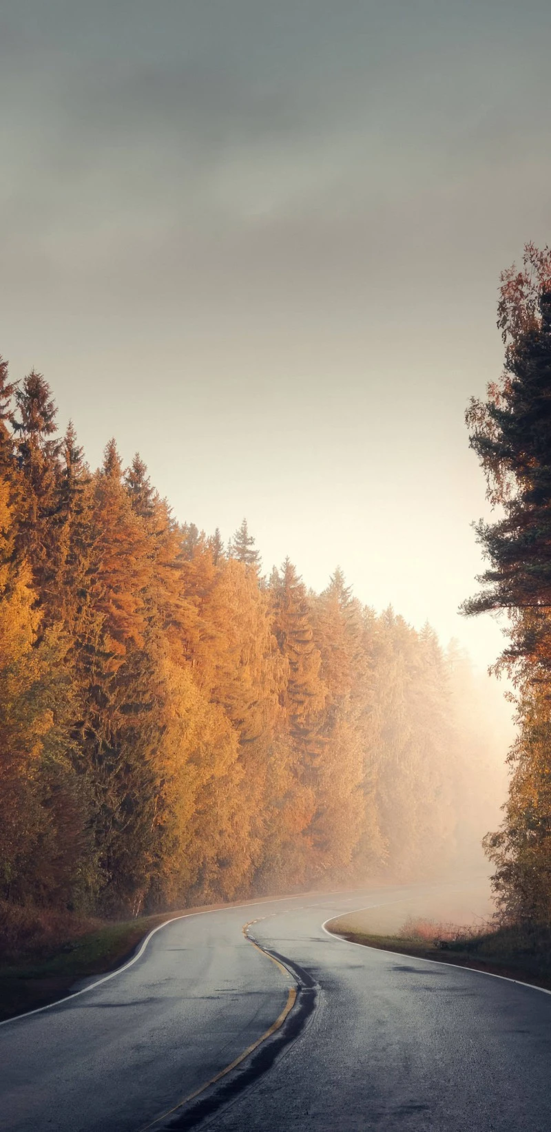 Misty Autumn Road 4K Mobile Wallpaper
