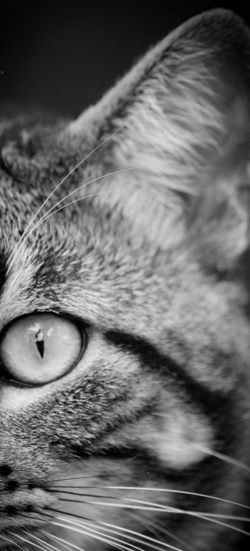 Cat's Eye 4K Mobile Wallpaper