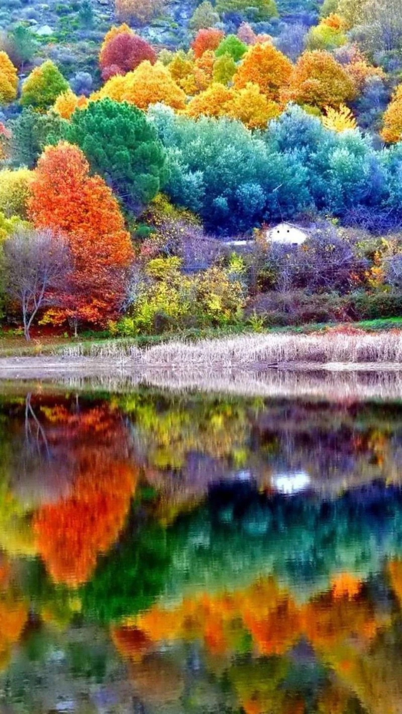Autumnal Reflection 4K Mobile Wallpaper