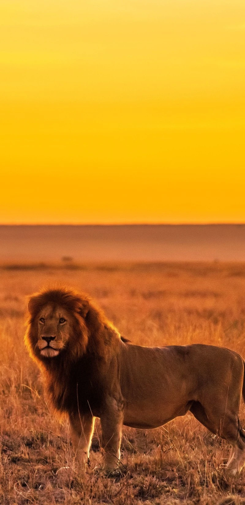 Lion at Sunset 4K Mobile Wallpaper