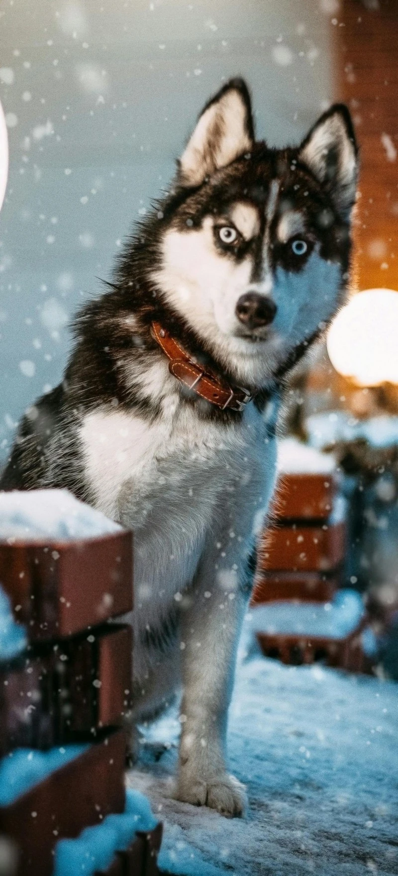 Siberian Husky in the Snow 4K Mobile Wallpaper