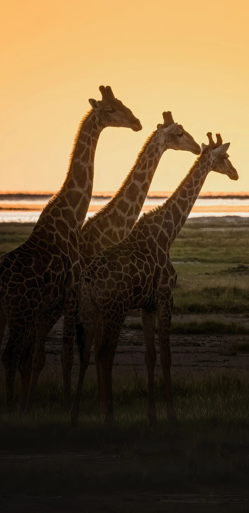 Giraffes at Sunset 4K Mobile Wallpaper