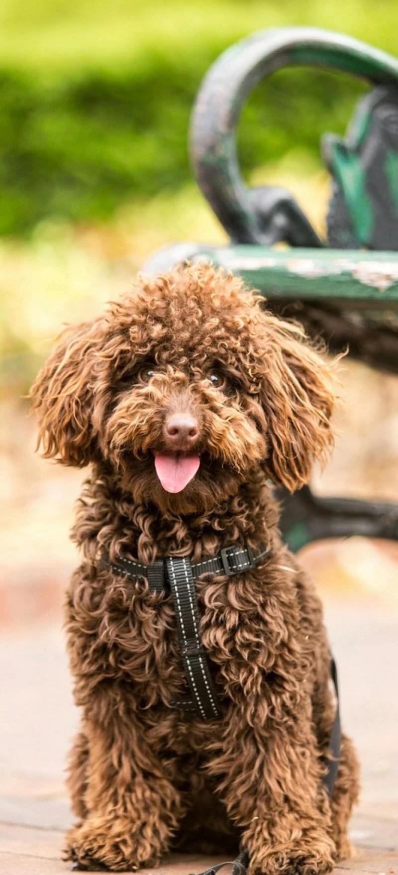 Brown Toy Poodle 4K Mobile Wallpaper