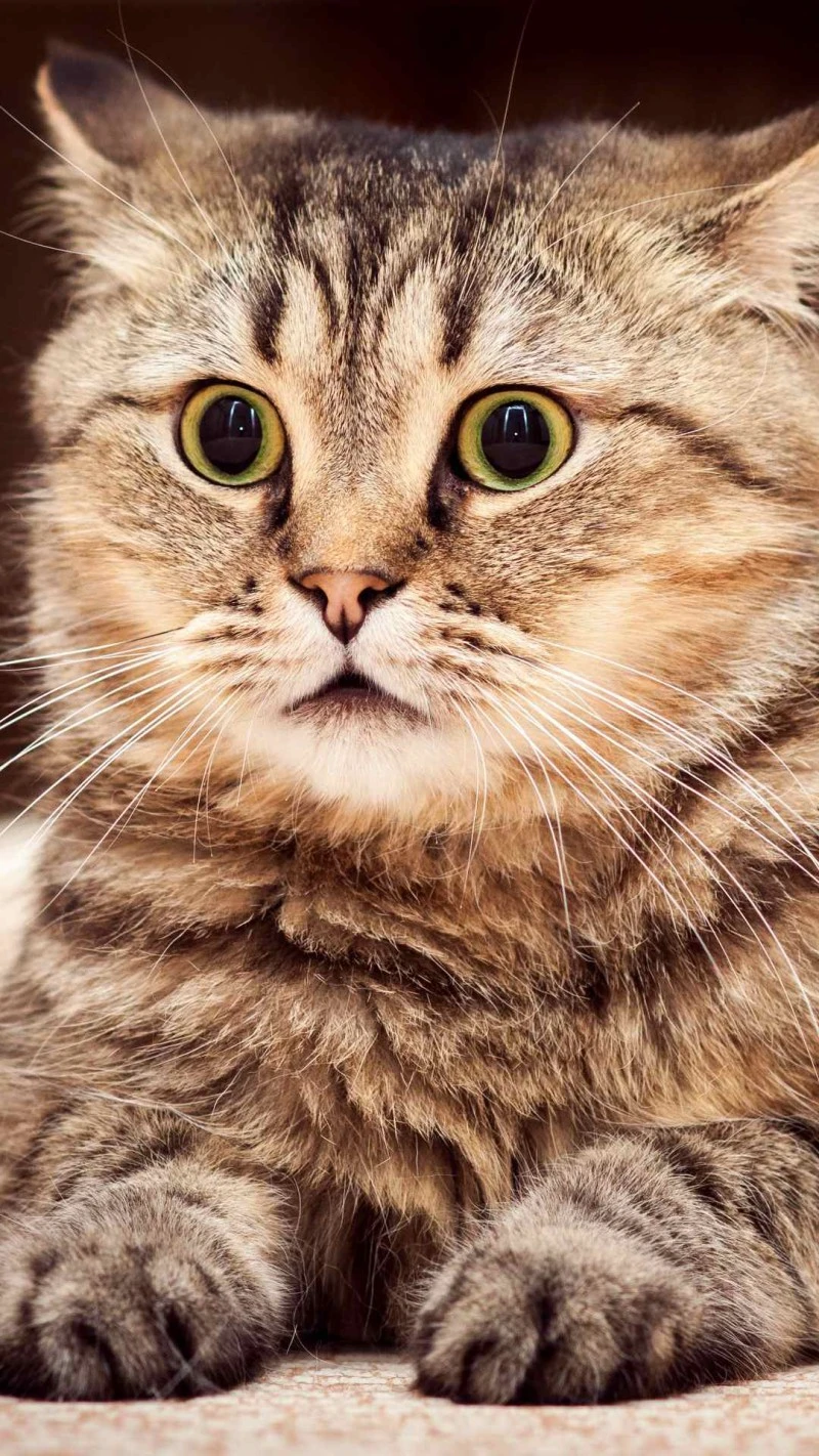 Surprised Tabby Cat 4K Mobile Wallpaper