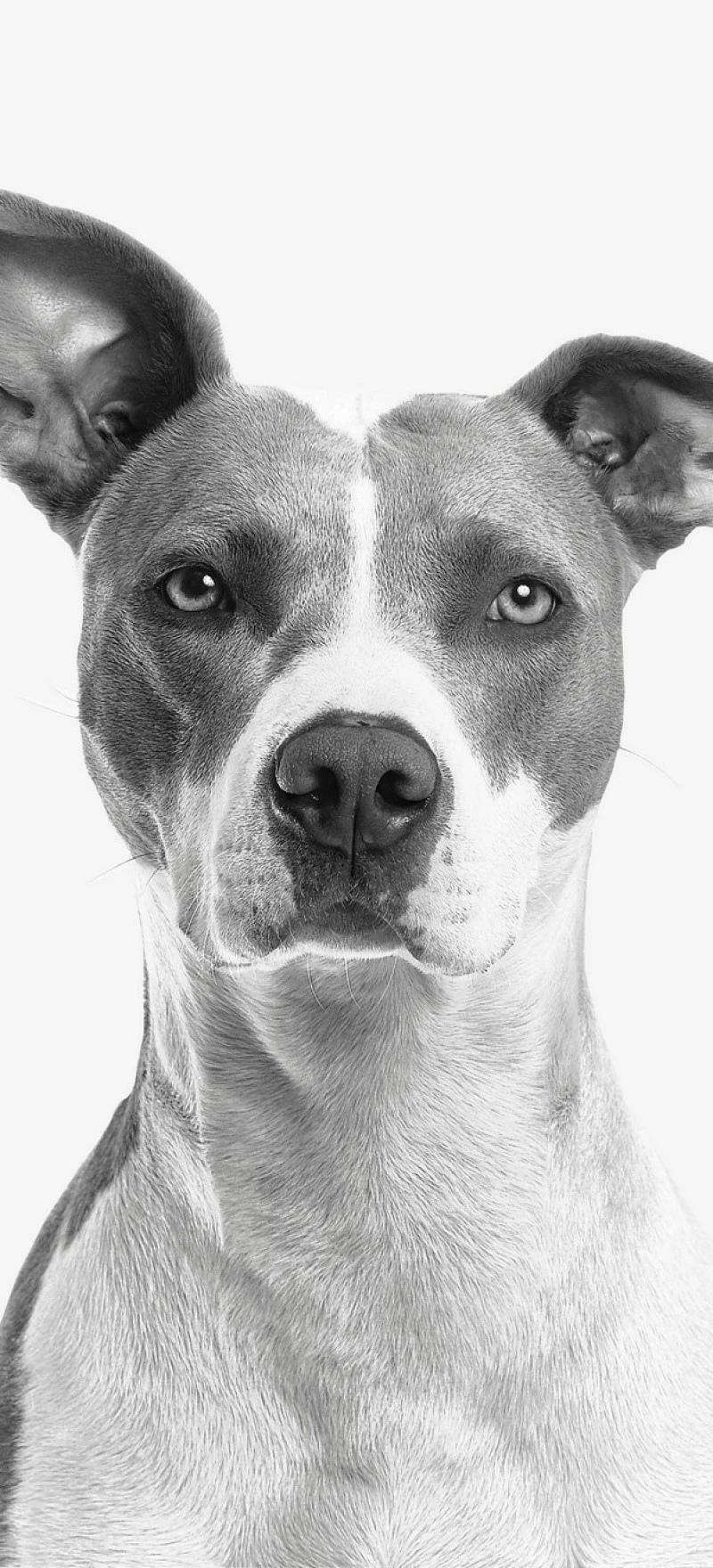 Portrait of a Pit Bull 4K Mobile Wallpaper