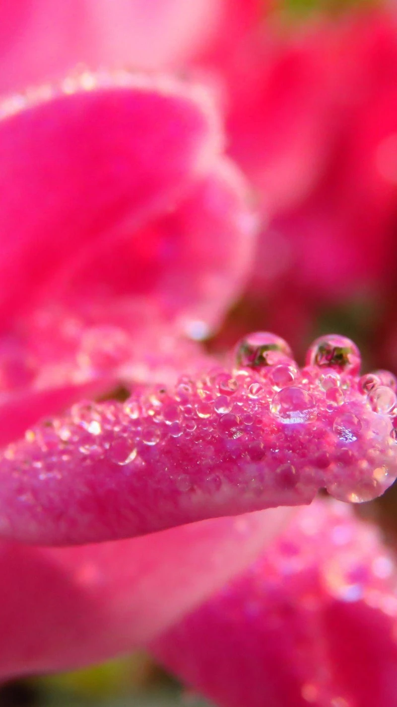 Dew-Kissed Pink Petal 4K Mobile Wallpaper