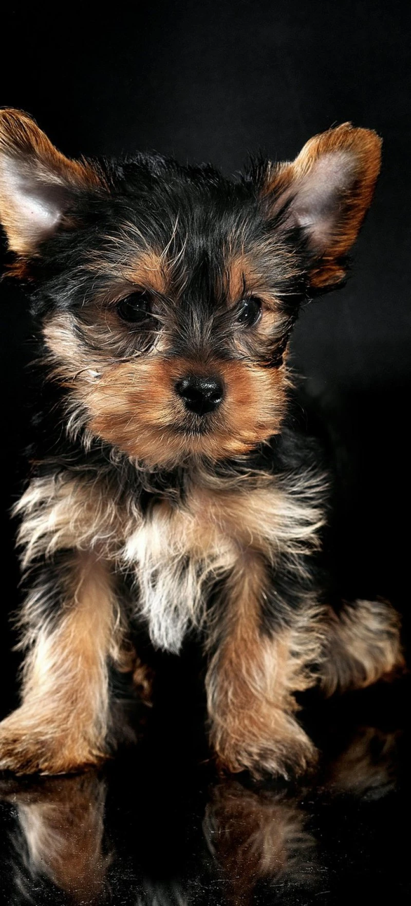 Yorkshire Terrier Puppy 4K Mobile Wallpaper
