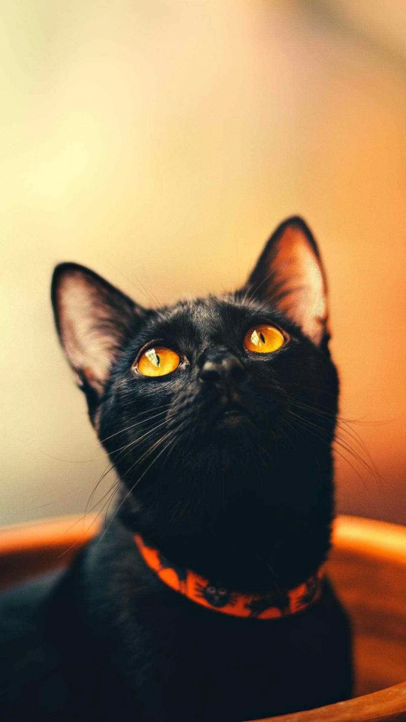 Adorable Black Kitten with Glowing Eyes 4K Mobile Wallpaper