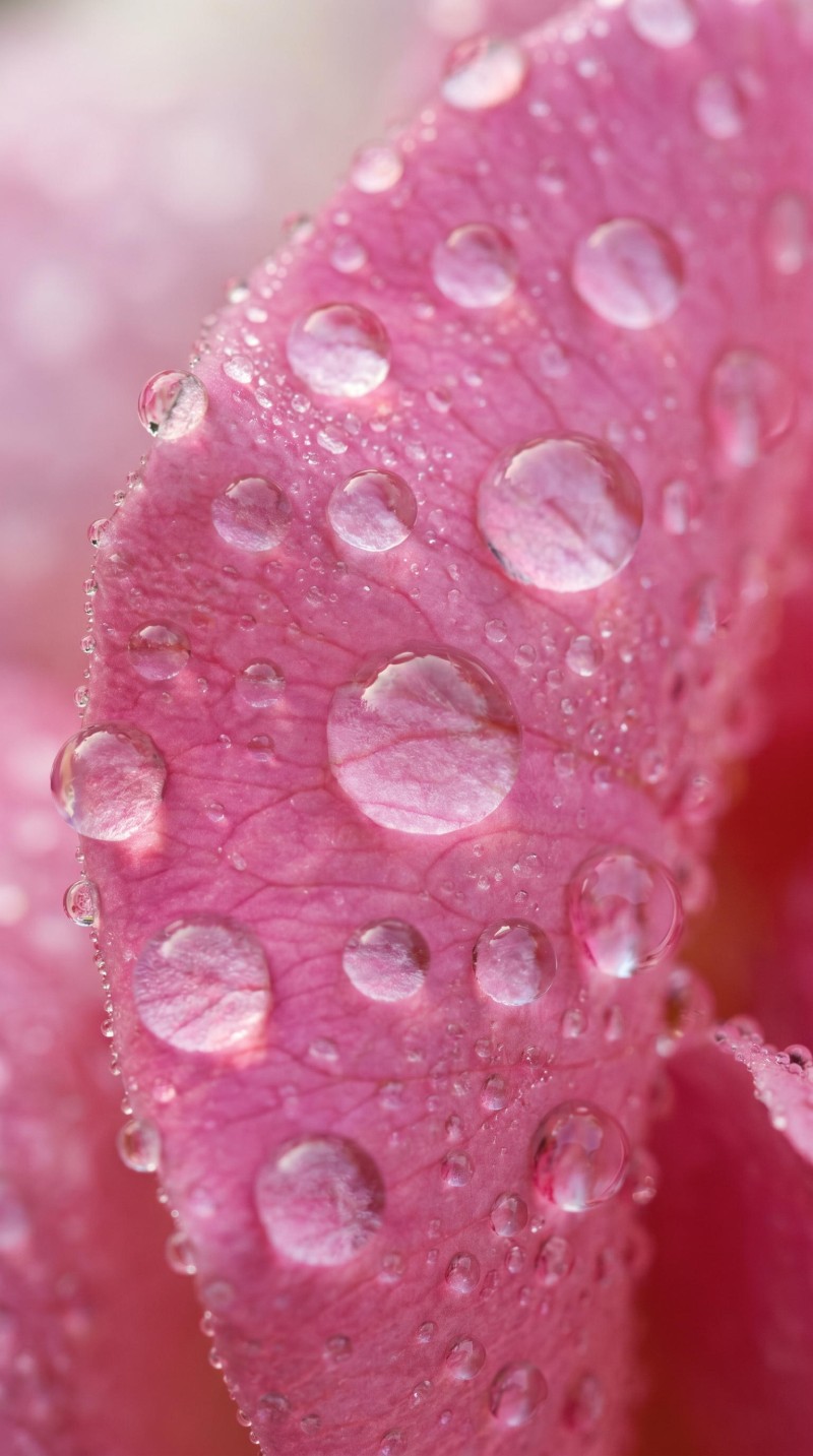 Vibrant Pink Petal with Dew Drops Extreme Macro Photography Wallpaper 4K Oc Wallpaper