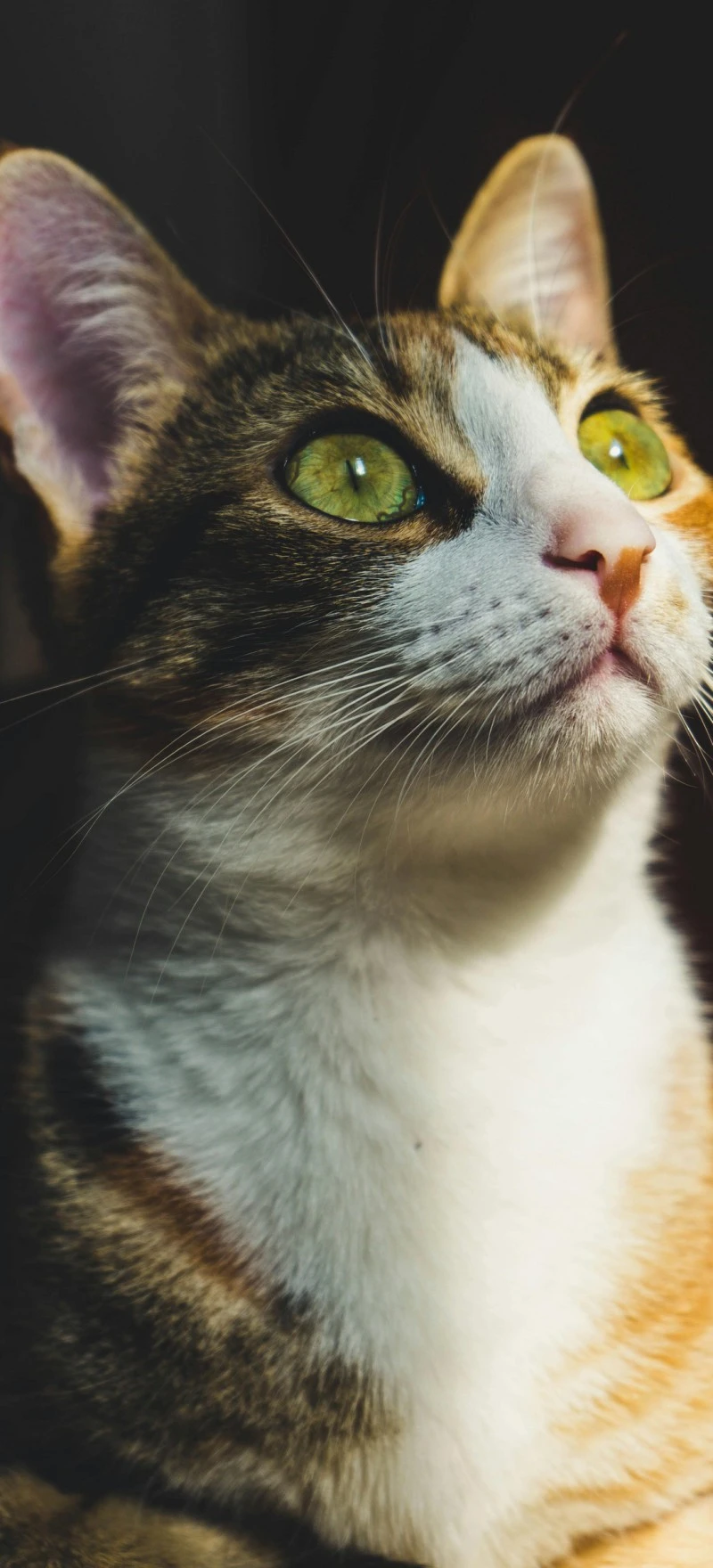 Calico Cat Close-up 4K Mobile Wallpaper