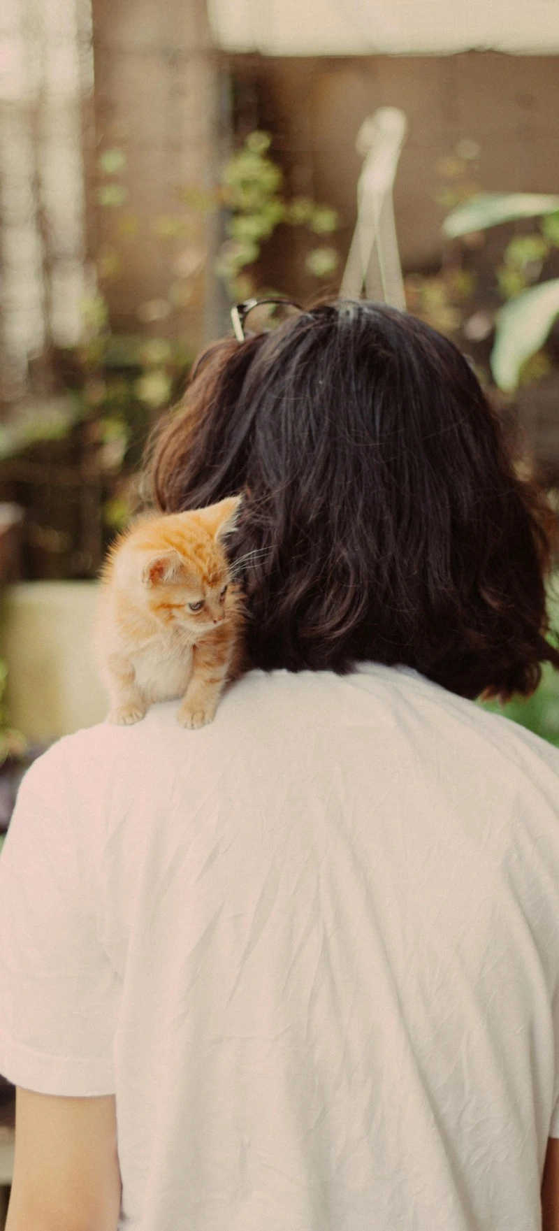Ginger Kitten on Shoulder 4K Mobile Wallpaper