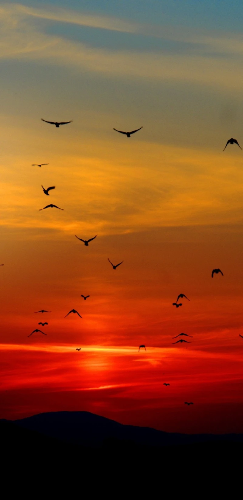 Silhouetted Birds at Sunset 4K Mobile Wallpaper