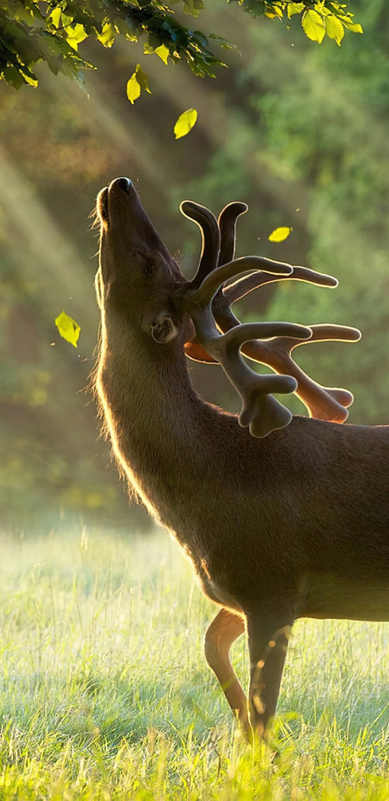 Red Deer Enjoying the Sunlight 4K Mobile Wallpaper