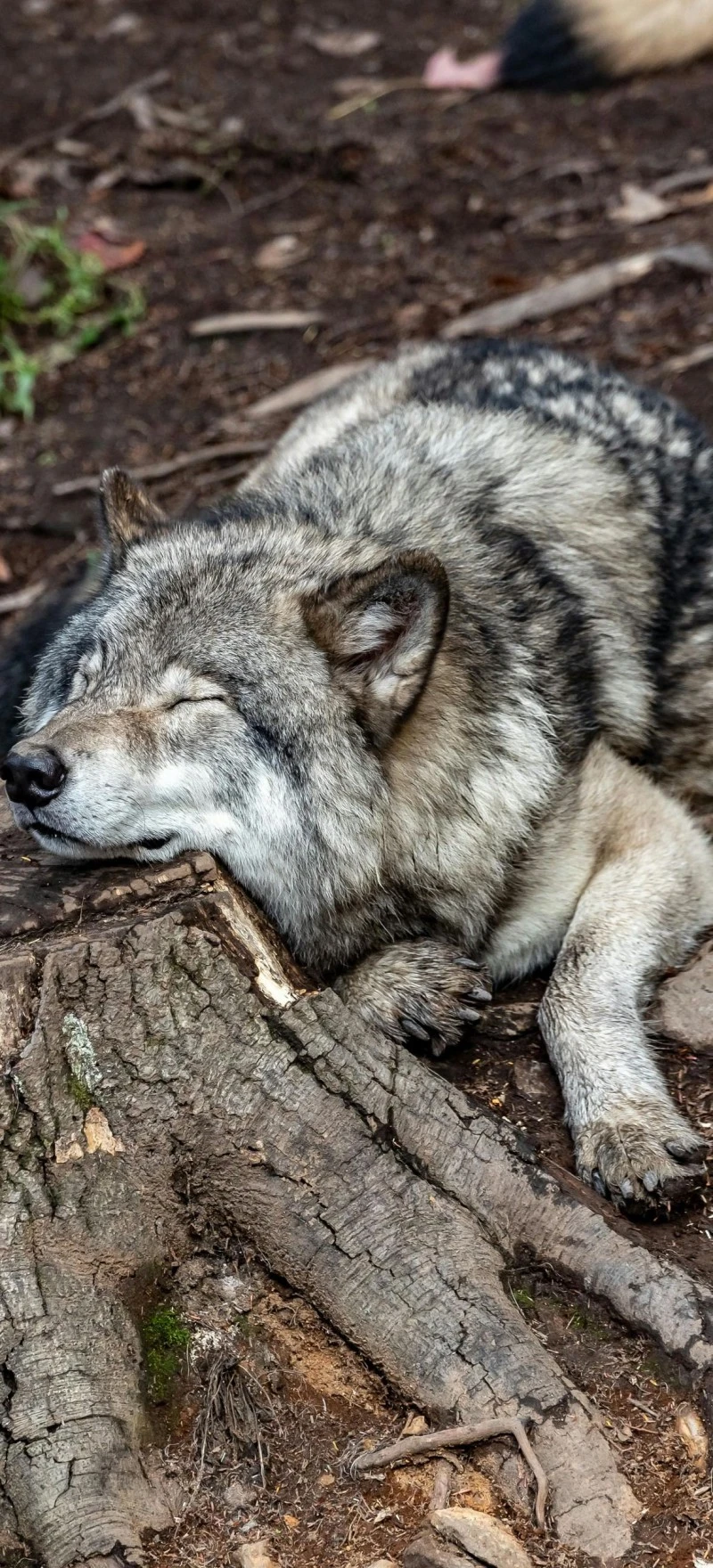 Peaceful Sleeping Wolf 4K Mobile Wallpaper