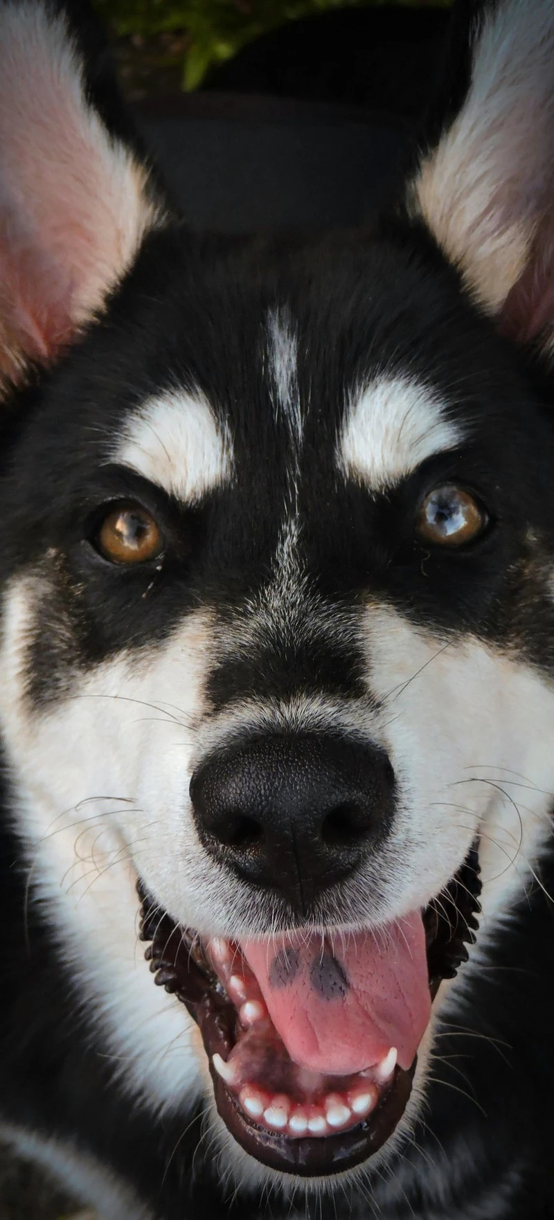 Playful Husky Puppy 4K Mobile Wallpaper