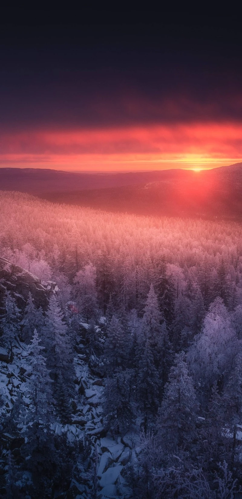 Winter Sunrise in the Forest 4K Mobile Wallpaper