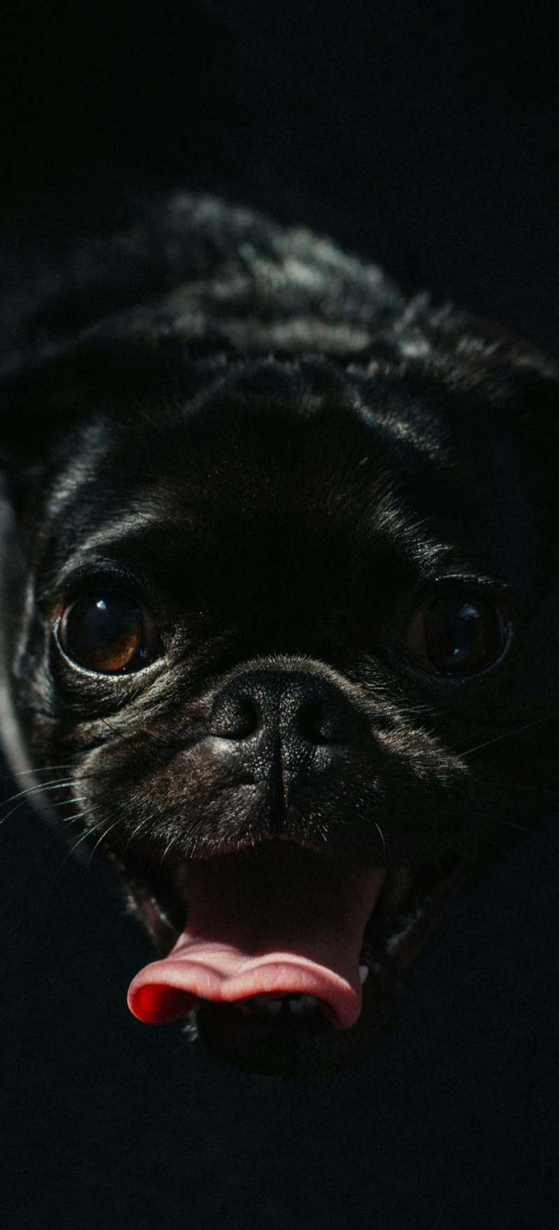 Black Pug Portrait 4K Mobile Wallpaper