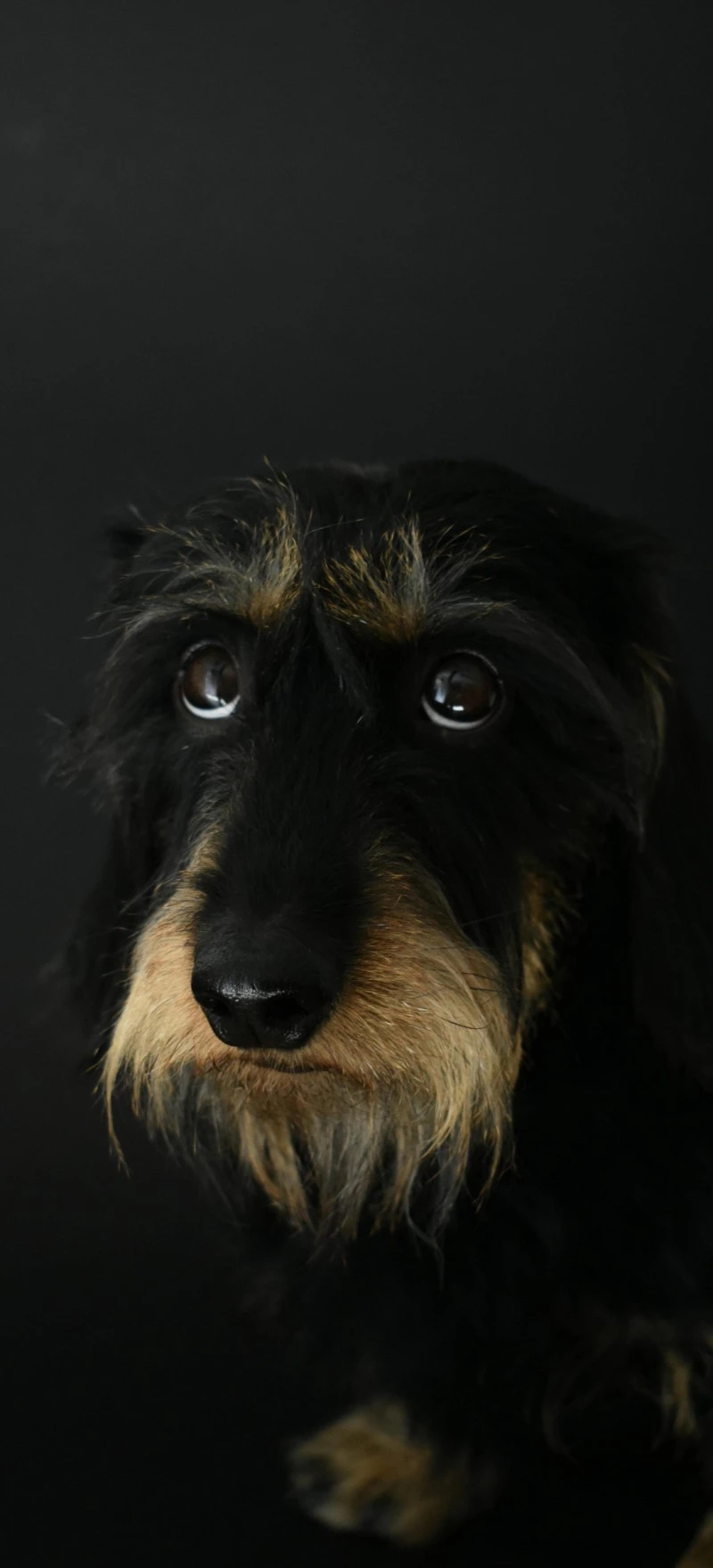 Thoughtful Wirehaired Dachshund 4K Mobile Wallpaper