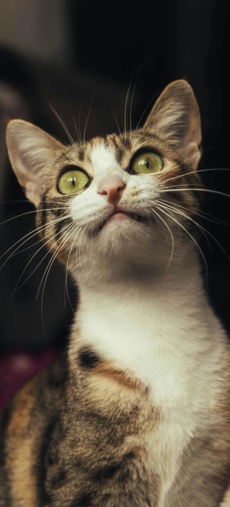 Curious Calico Cat 4K Mobile Wallpaper