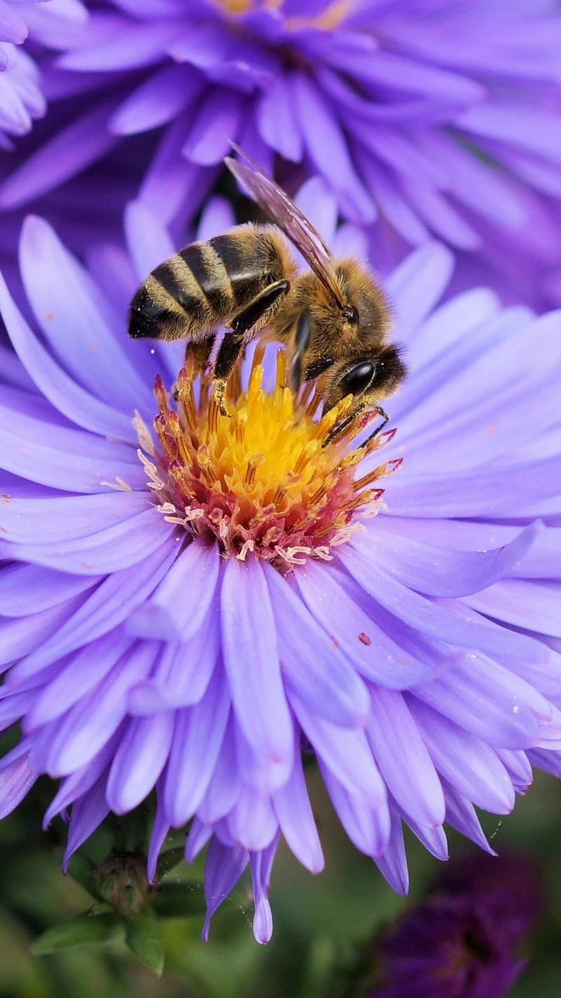 Honeybee on Purple Aster 4K Mobile Wallpaper