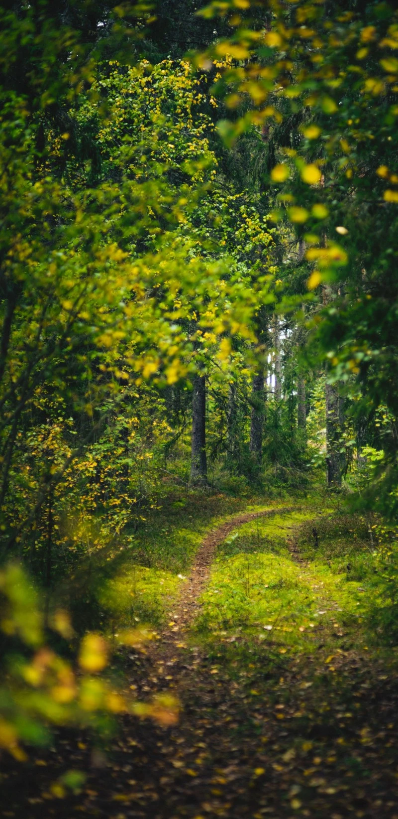 Forest Path in Early Autumn 4K Mobile Wallpaper