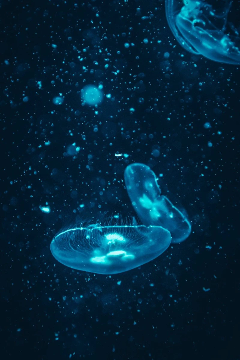 Moon Jellyfish Underwater 4K Mobile Wallpaper