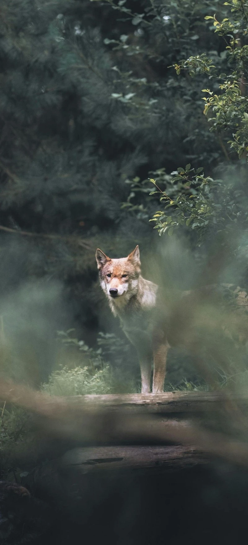 Red Wolf Watching 4K Mobile Wallpaper
