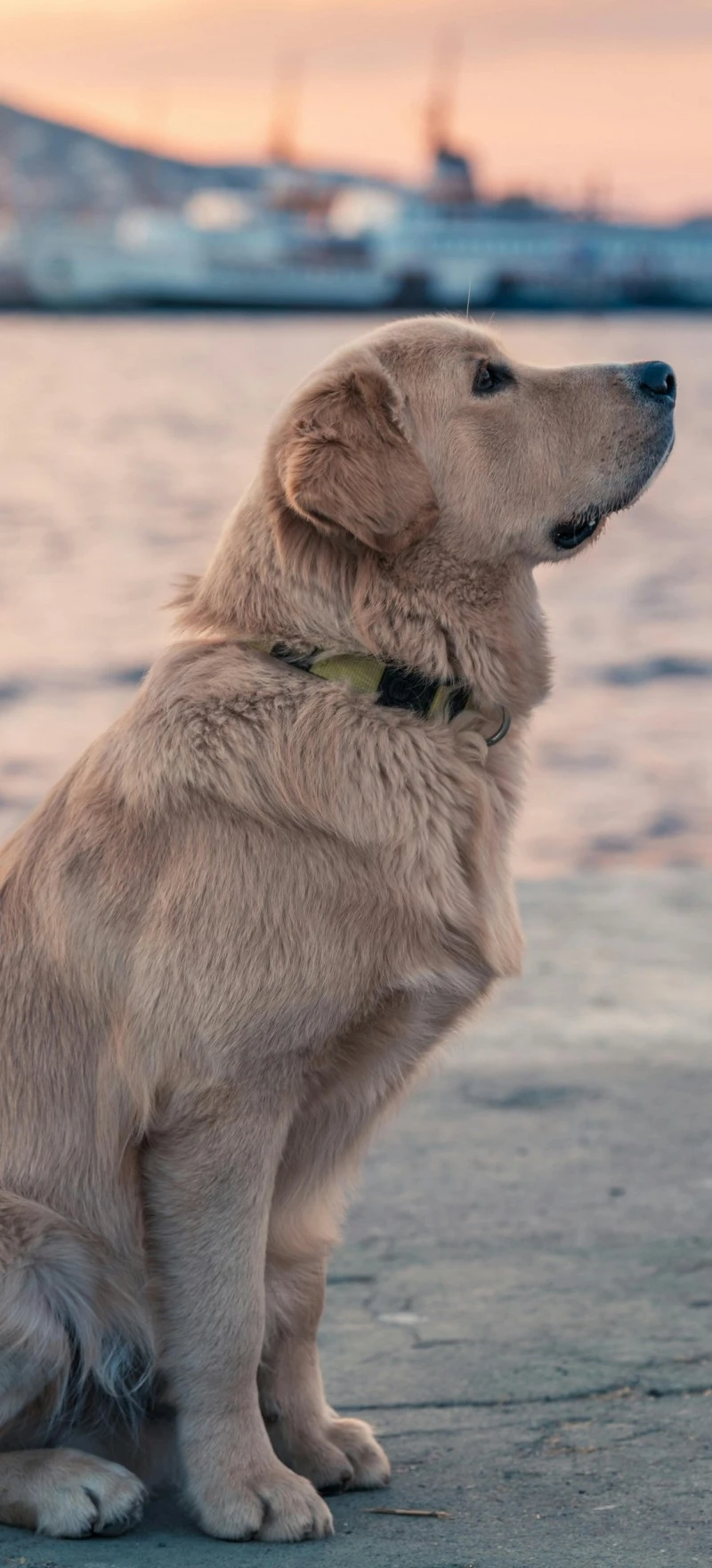 Golden Retriever by the Sea 4K Mobile Wallpaper