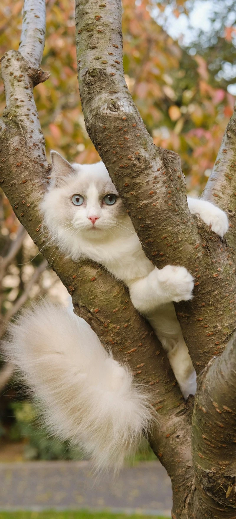 Ragdoll Cat in a Tree 4K Mobile Wallpaper