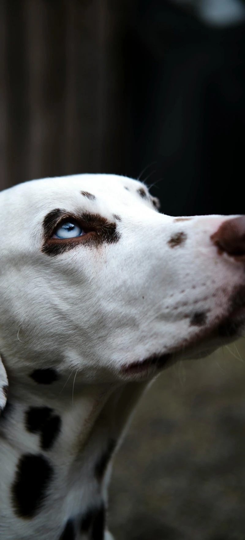 Stunning Dalmatian Close-Up 4K Mobile Wallpaper