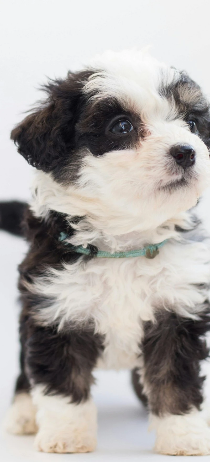 Adorable Fluffy Puppy 4K Mobile Wallpaper