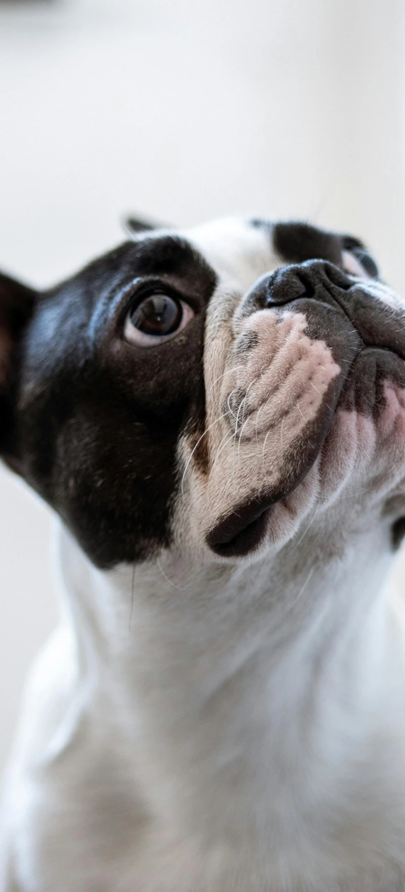 French Bulldog Looking Up 4K Mobile Wallpaper