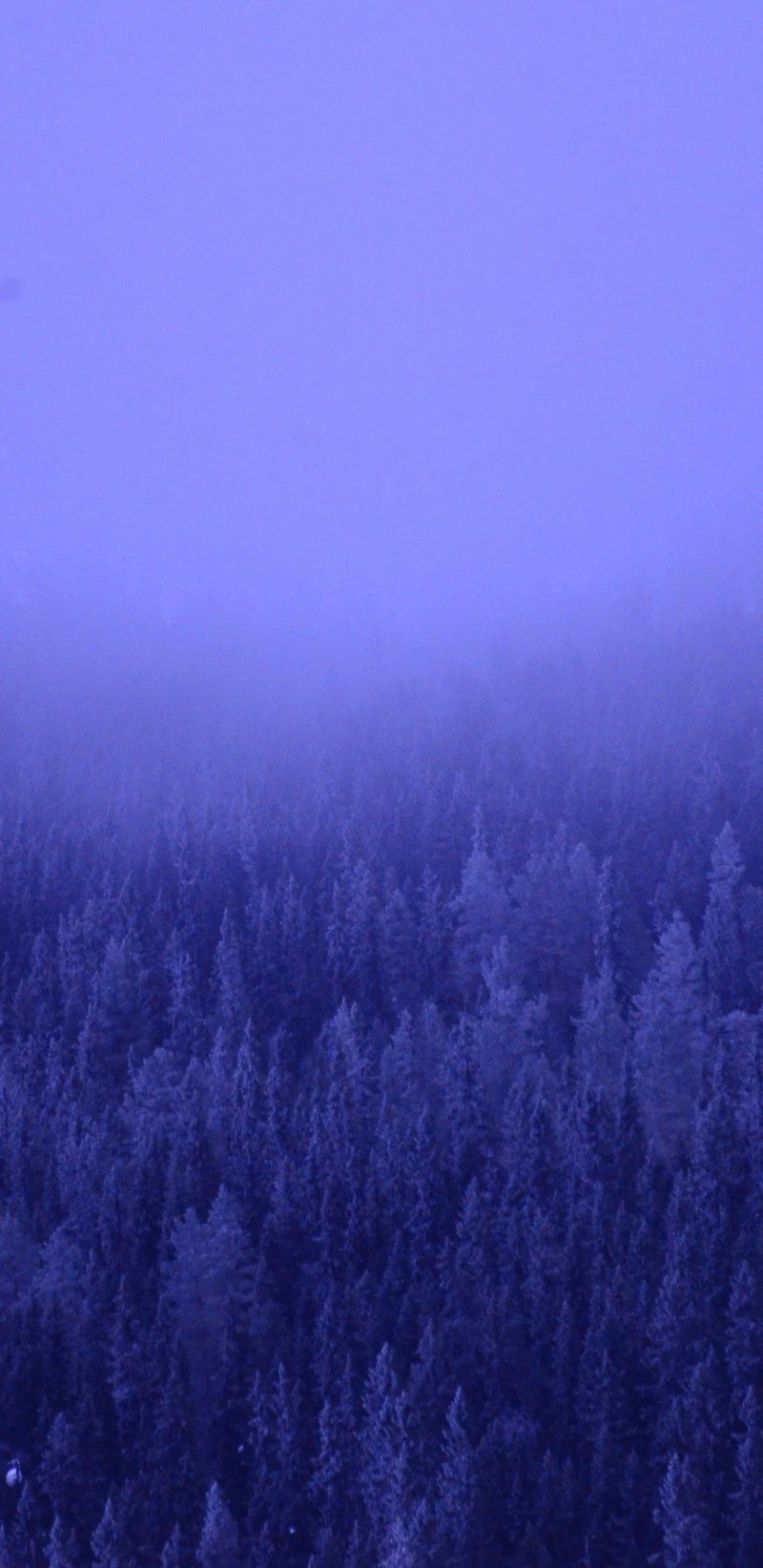 Misty Winter Forest 4K Mobile Wallpaper