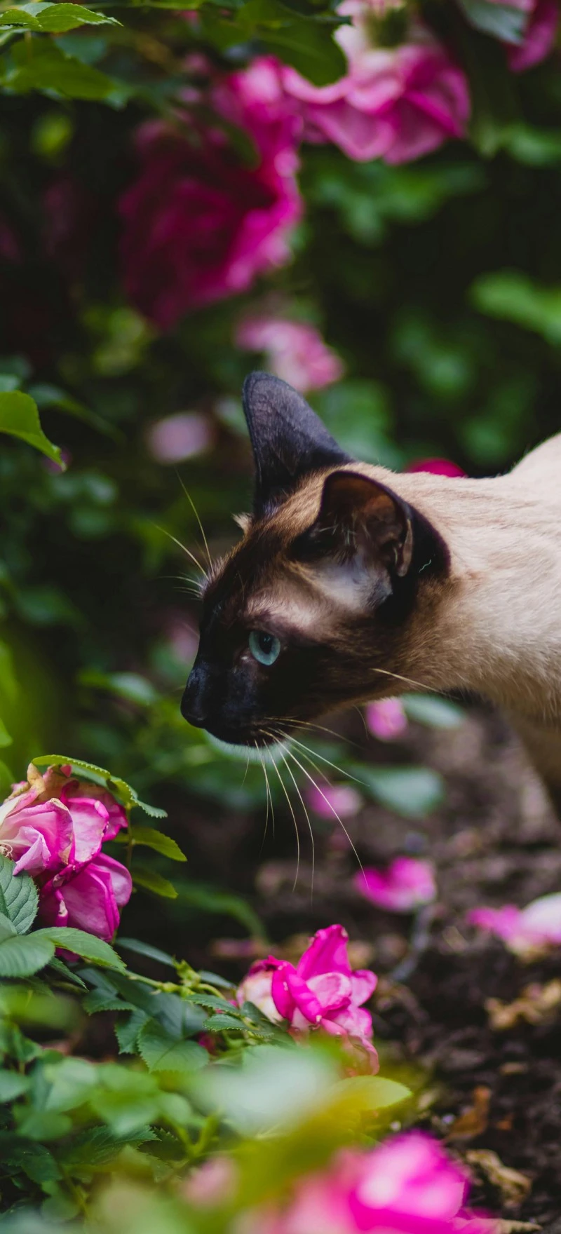 Siamese Cat in a Rose Garden 4K Mobile Wallpaper