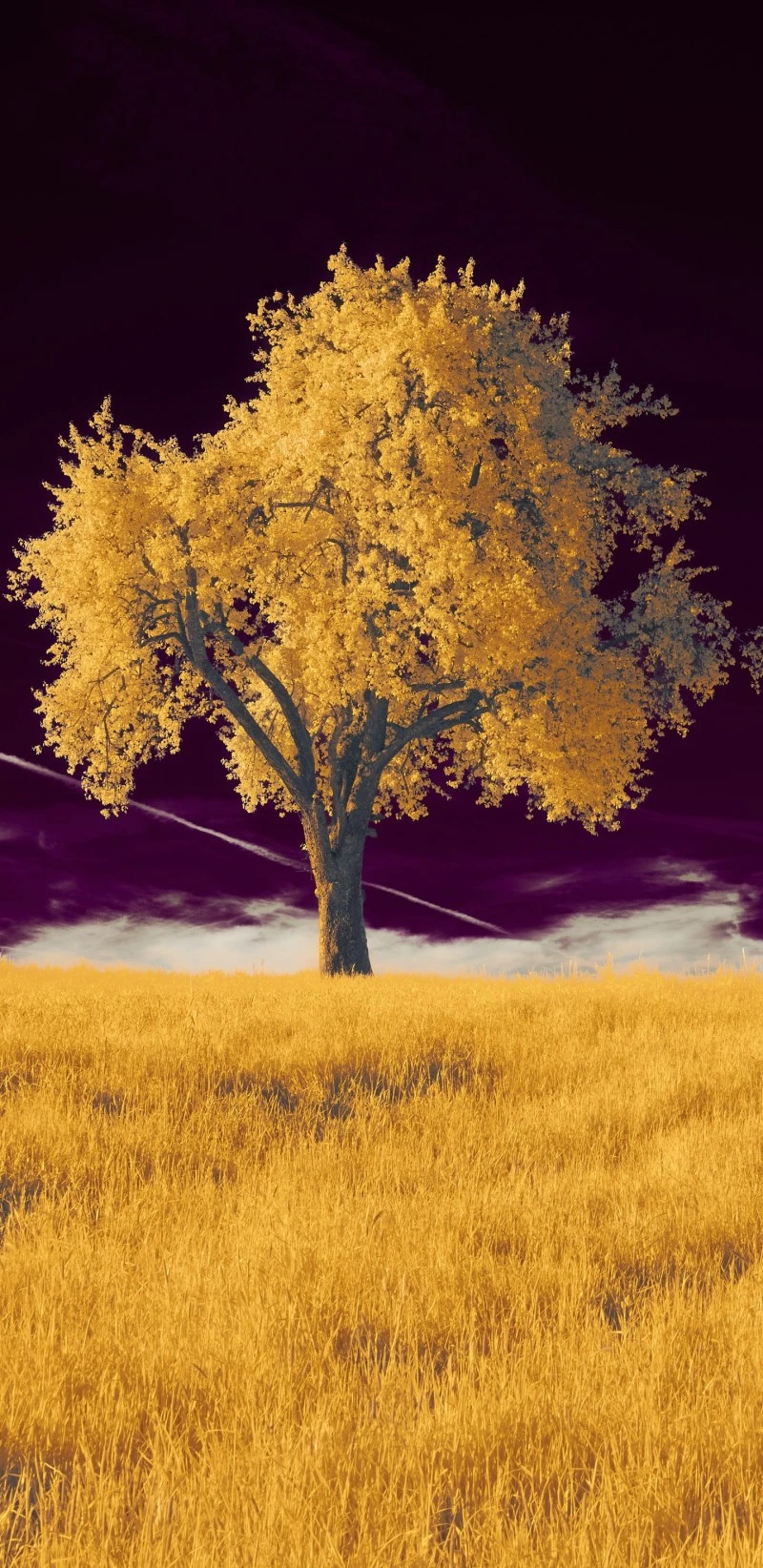 Infrared Tree in Field 4K Mobile Wallpaper