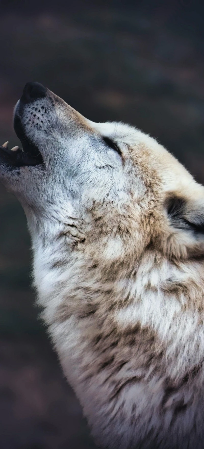 Howling Arctic Wolf 4K Mobile Wallpaper
