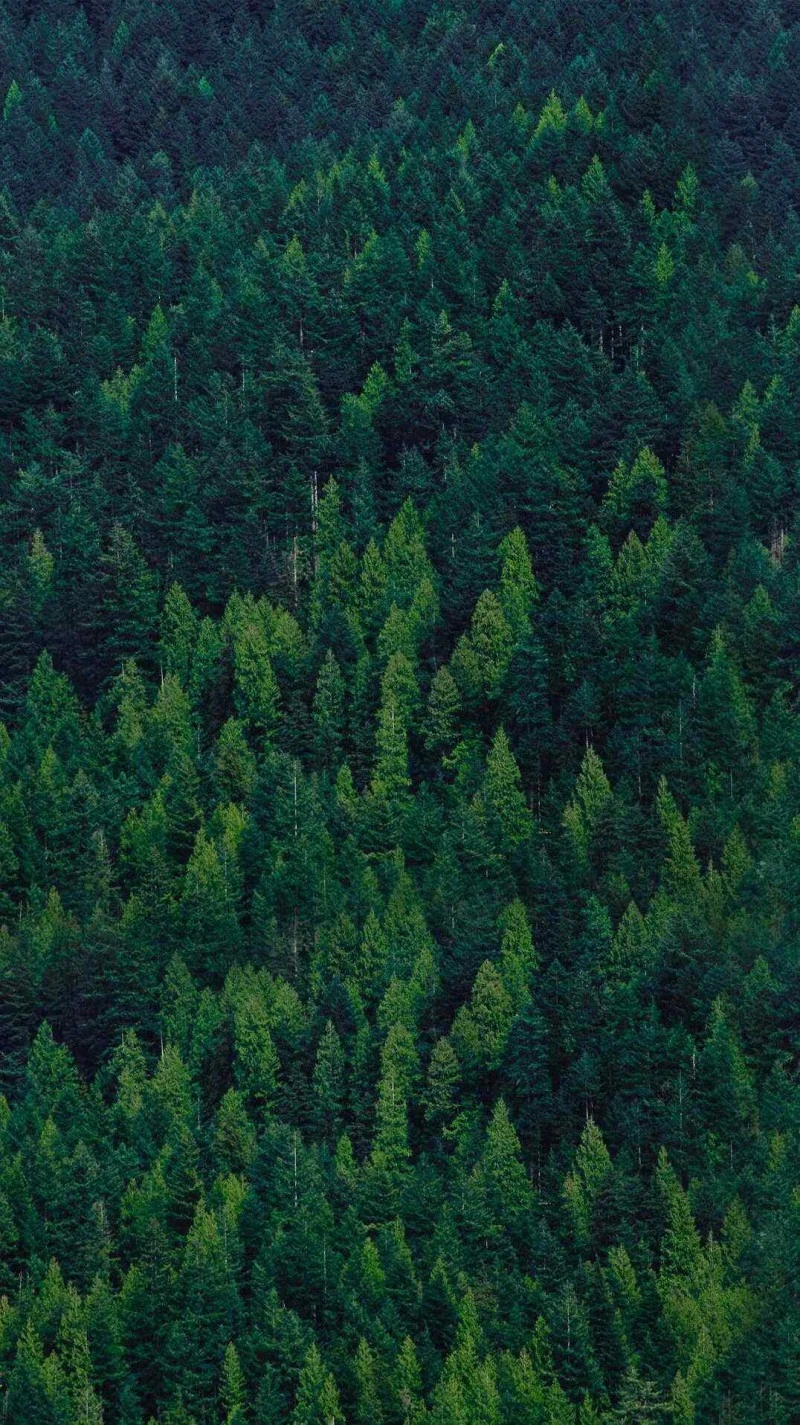 Aerial View of a Lush Forest 4K Mobile Wallpaper