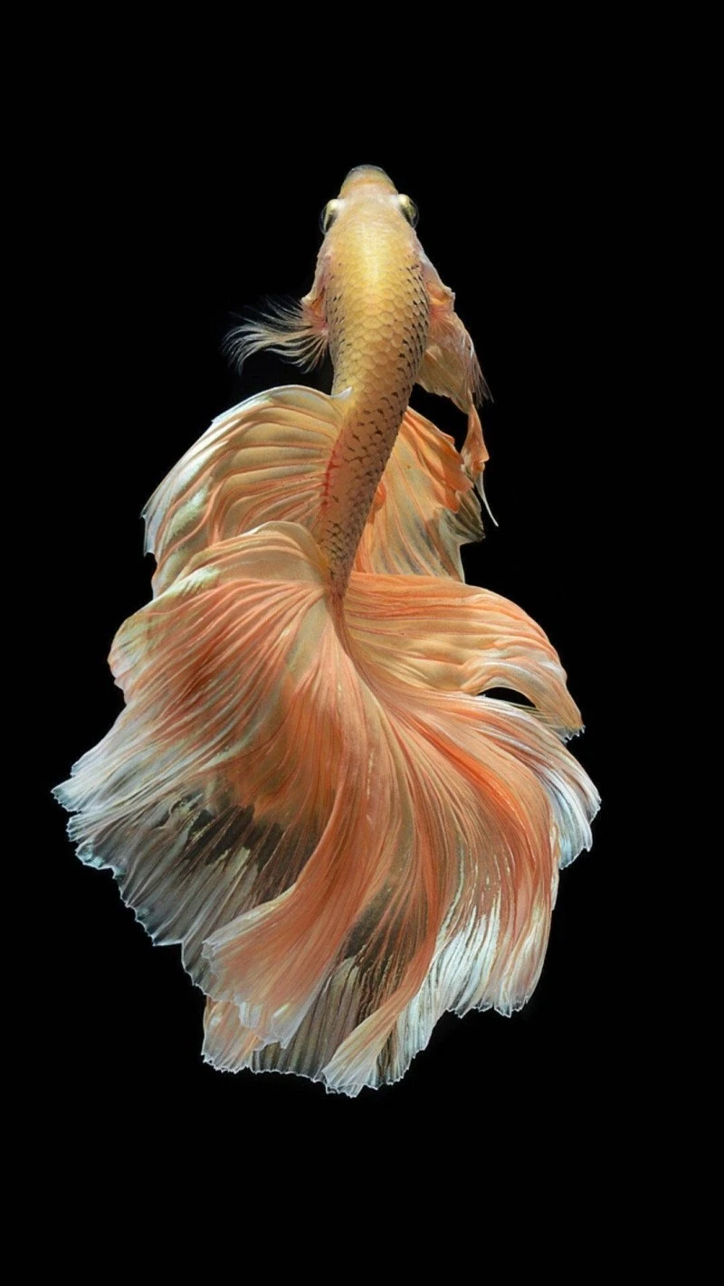Gold Betta Fish 4K Mobile Wallpaper