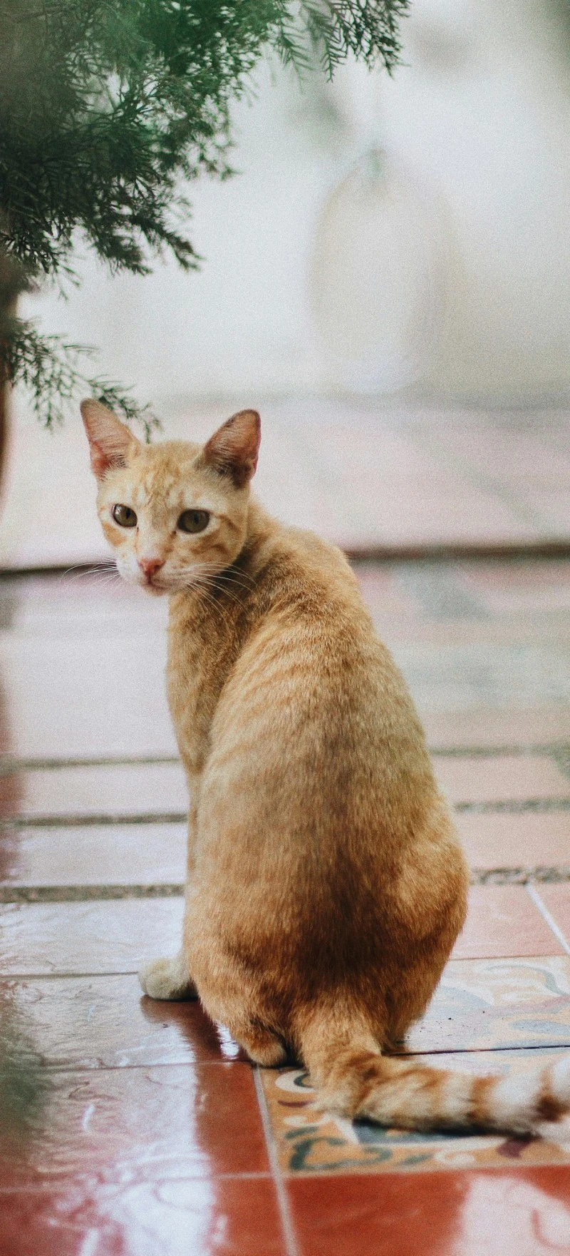 Ginger Cat on a Tile Floor 4K Mobile Wallpaper