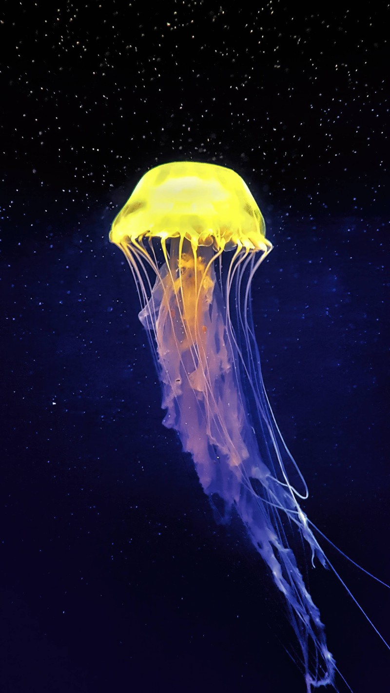 Glowing Jellyfish in Space 4K Mobile Wallpaper